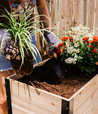 Cedar Planters