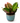 Hey Friend - Indoor Plant