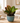 Hey Friend - Indoor Plant