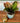 Hey Friend Plant