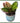 Hey Friend Plant