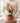 The Lady Valentine - Indoor Plant