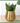 Go For Gold Snake Plant