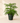 Norfolk 'Island Pine'
