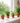 Pet Friendly Plant Bundle