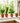 Plant Gift Bundle