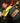 Full Boar Sling Shot®