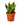 Serpent's Charm Snake Plant - Indoor Plant