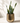 Snake Plant Laurentii - Indoor Plant