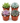 Succulent Variety Pack