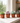 Succulent Variety Pack