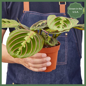 The Danny Maranta Red Prayer Plant