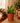 Zygocactus Christmas Cactus