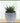 Miami Vibes Plant