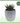 Miami Vibes Plant