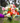 Pretty and Festive Flower Bouquet