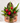 Rainbow Rainforest Tropical Flower Bouquet