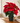 Red Poinsettia Plant