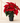 Red Poinsettia Plant